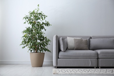 Grey sofa with pillows and beautiful houseplant in stylish living room interior