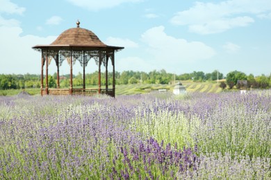 Beautiful view of blooming lavender growing in field