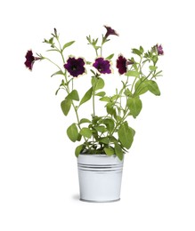 Photo of Beautiful petunia flowers in metal pot isolated on white