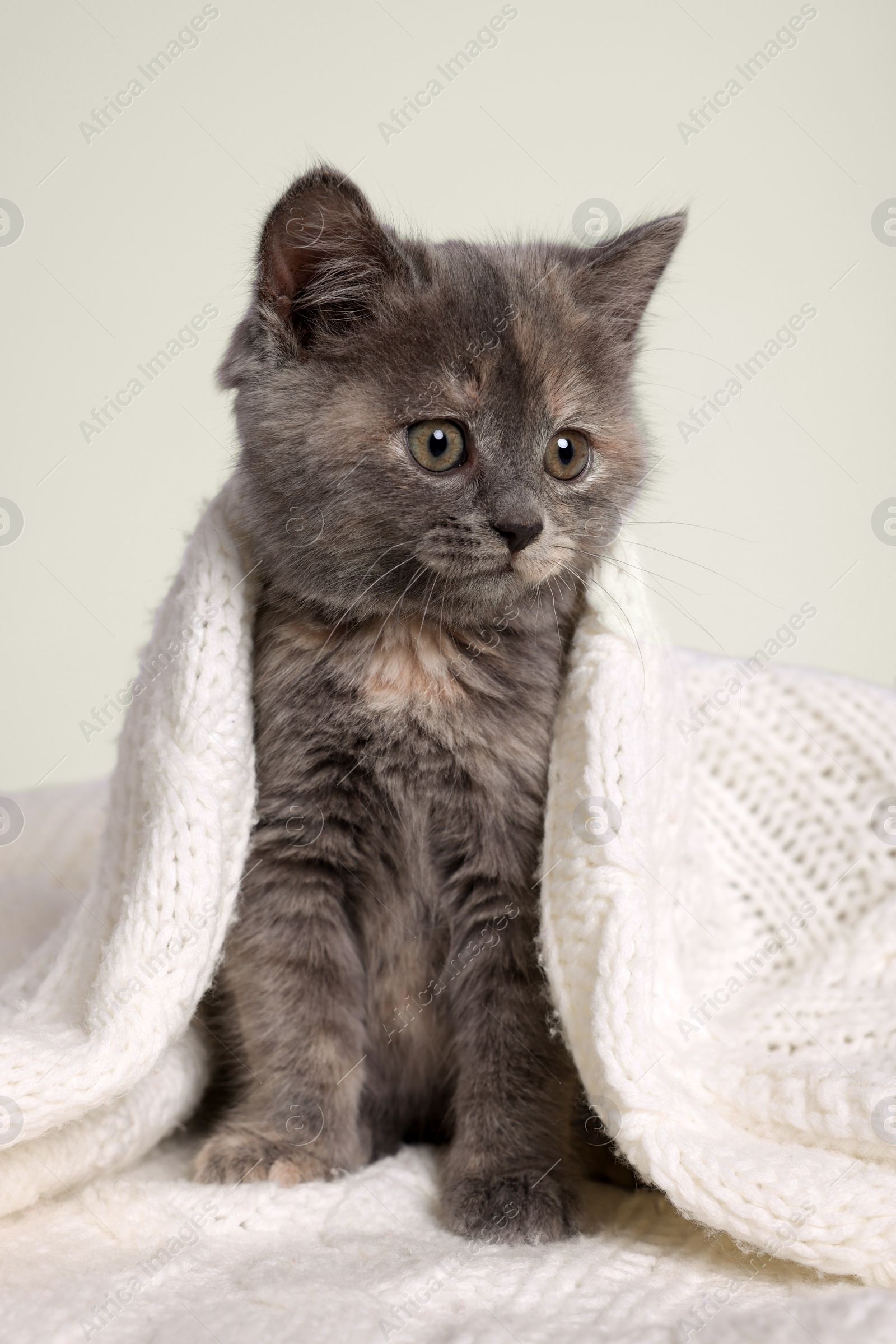 Photo of Cute fluffy kitten in white knitted blanket against light background