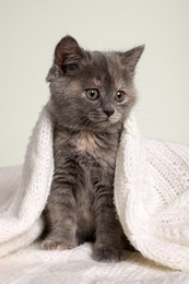 Cute fluffy kitten in white knitted blanket against light background