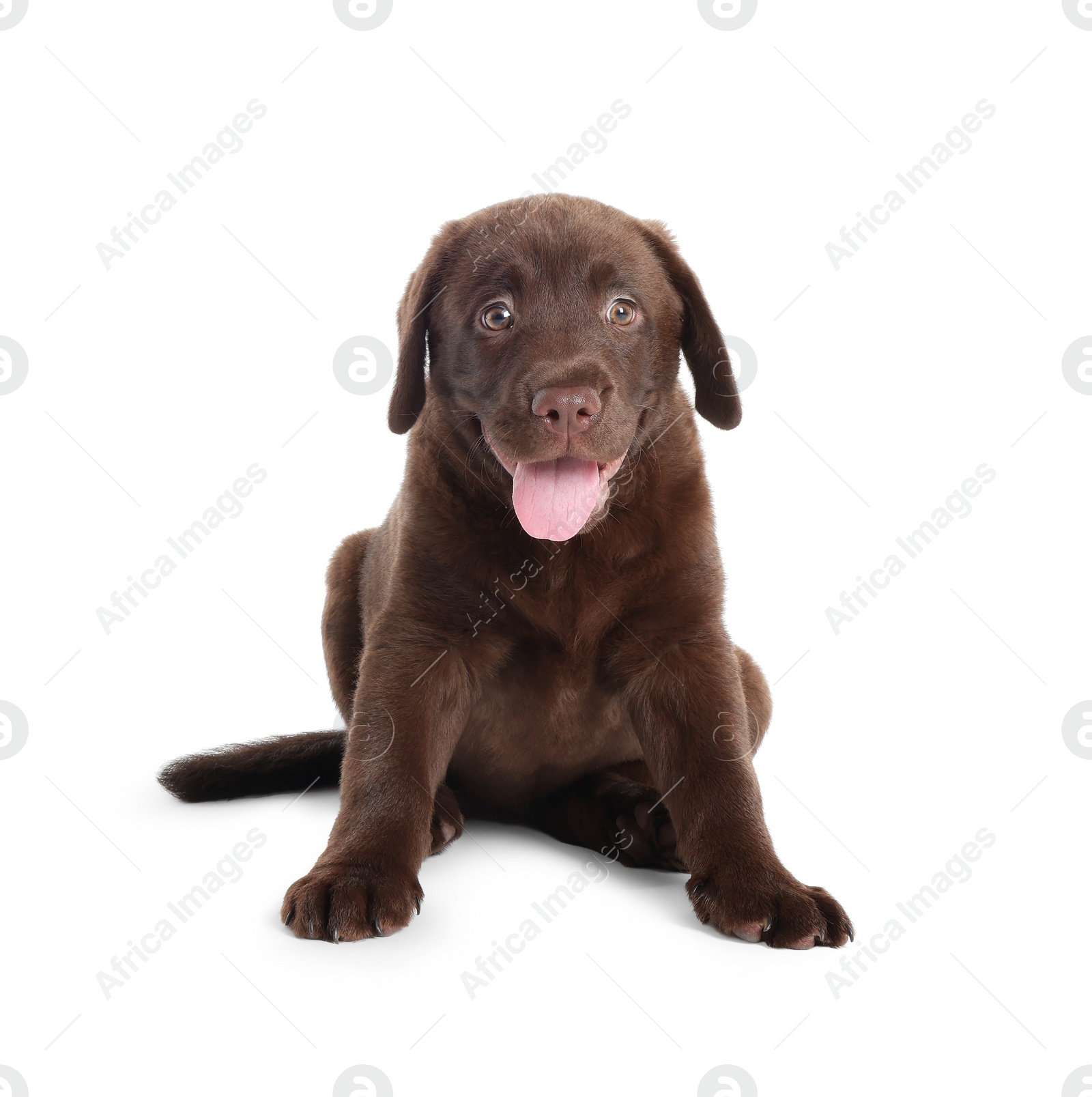 Cute chocolate Labrador Retriever puppy on white background Photo of Cute chocolate Labrador Retriever puppy on white background