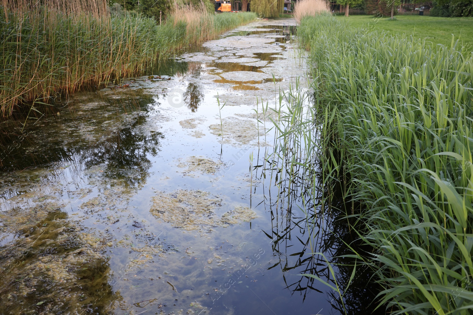 Photo of View of channel with green reeds outdoors