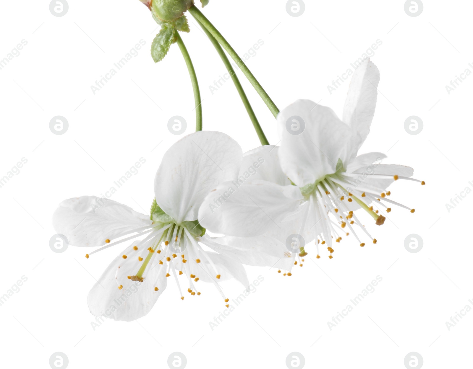 Photo of Beautiful spring tree blossoms isolated on white