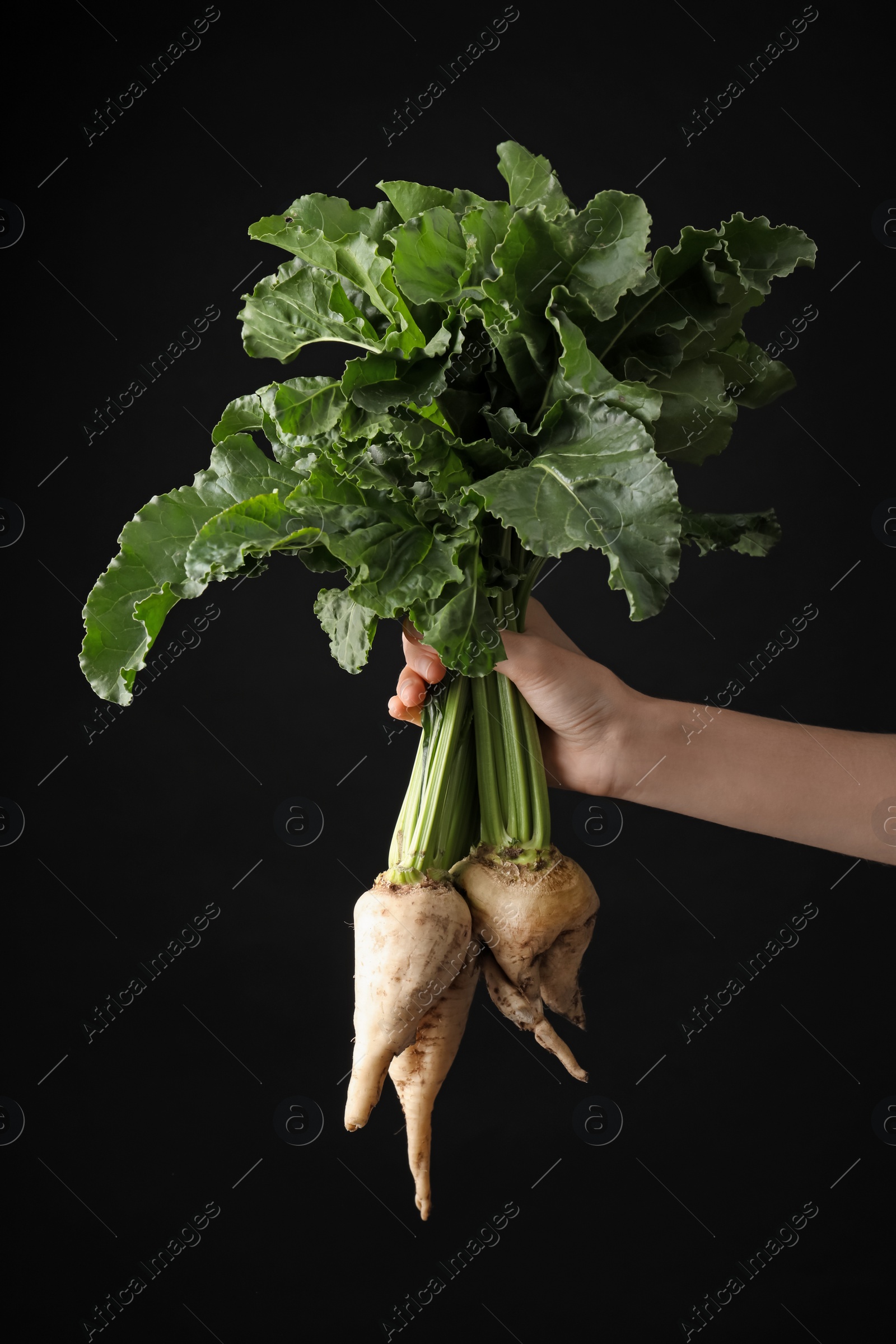 Photo of Woman holding sugar beets on black background, closeup