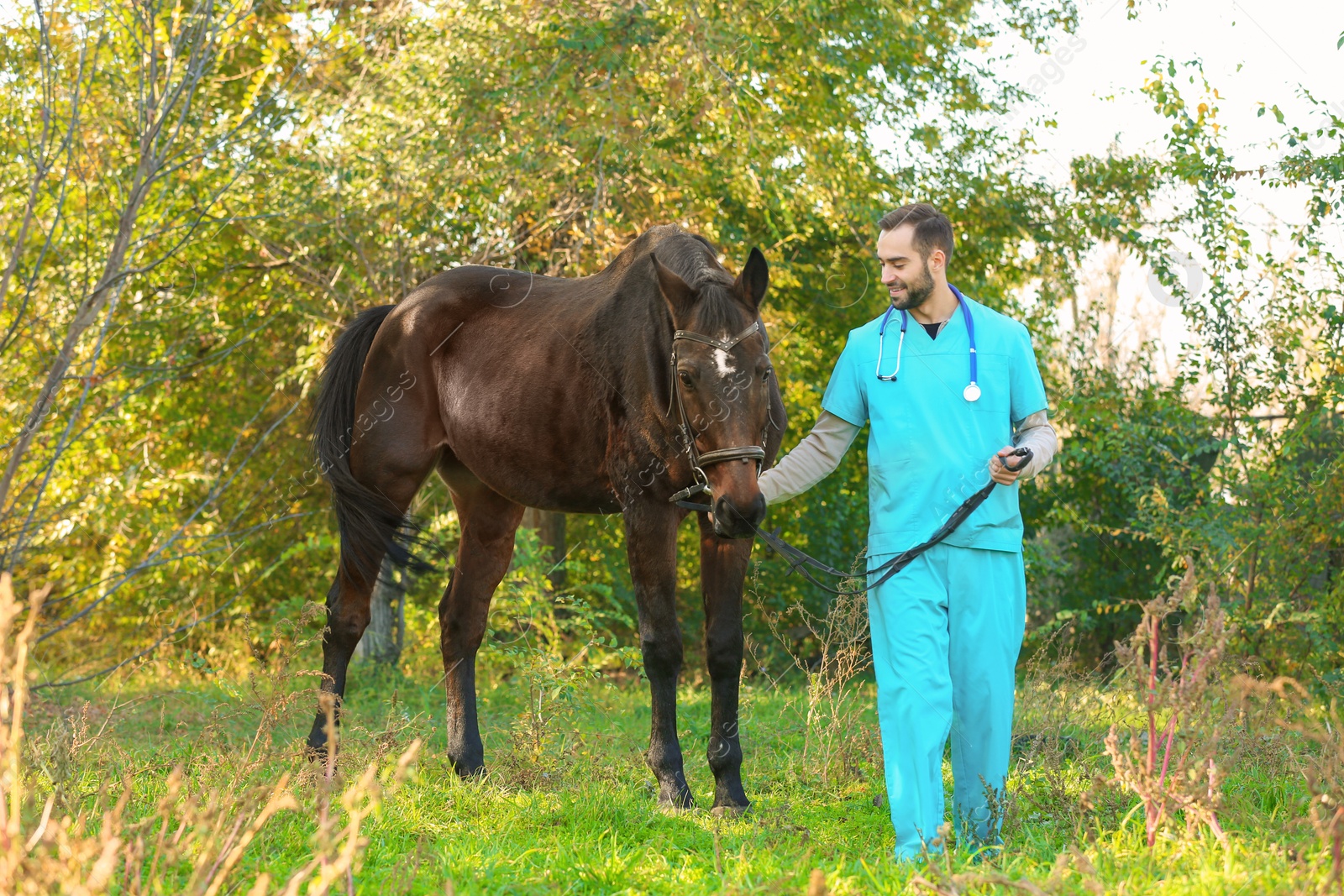 Photo of Veterinarian in uniform with beautiful brown horse outdoors