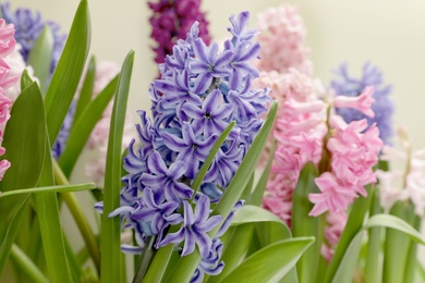 Photo of Beautiful spring hyacinth flowers with green leaves, closeup