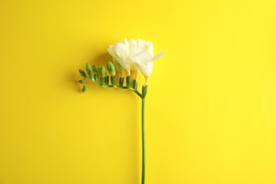 Beautiful freesia with fragrant flowers on color background, top view