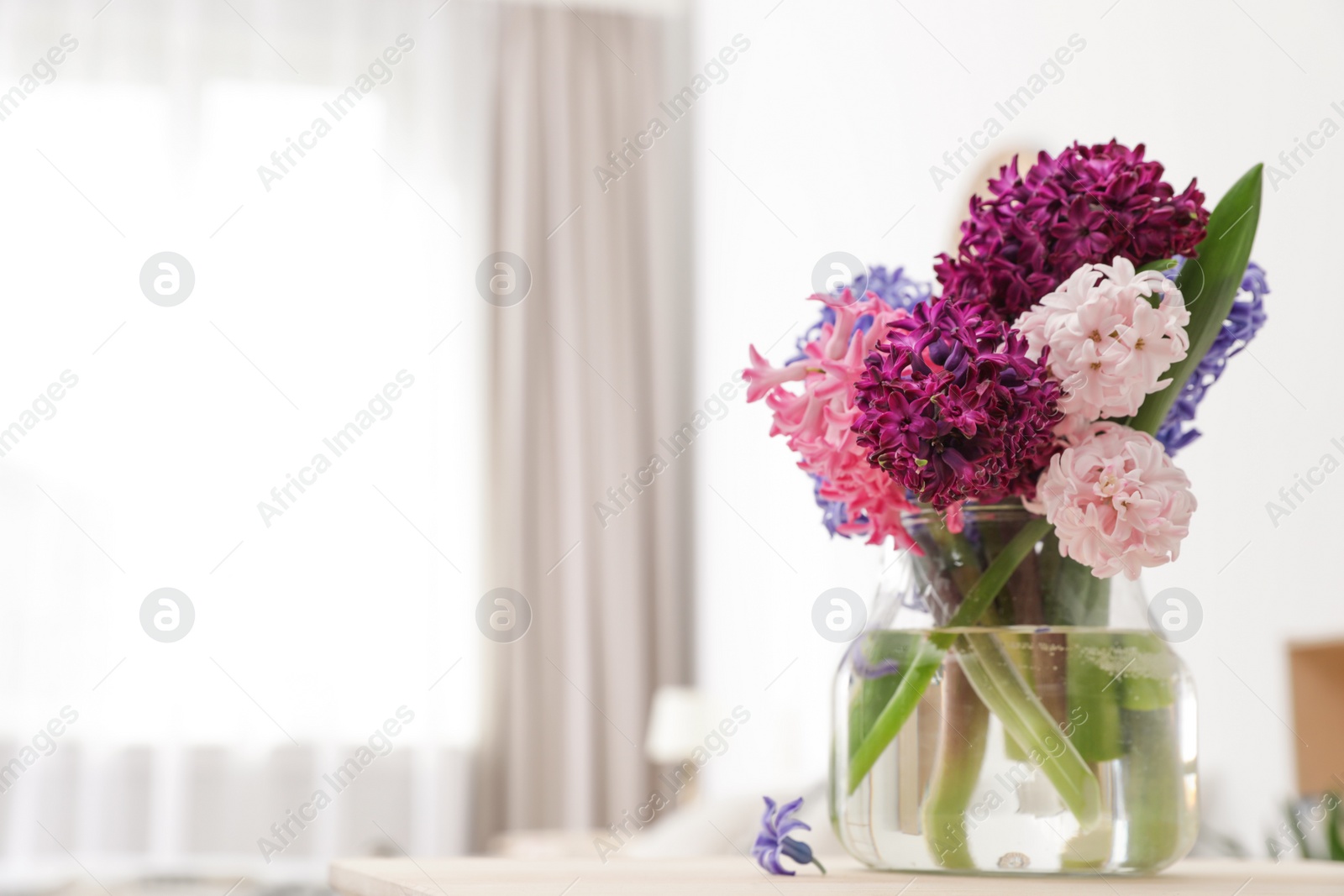 Photo of Beautiful hyacinths in glass vase on table indoors, space for text. Spring flowers