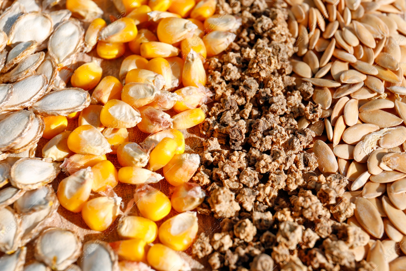 Photo of Different vegetable seeds as background, closeup view