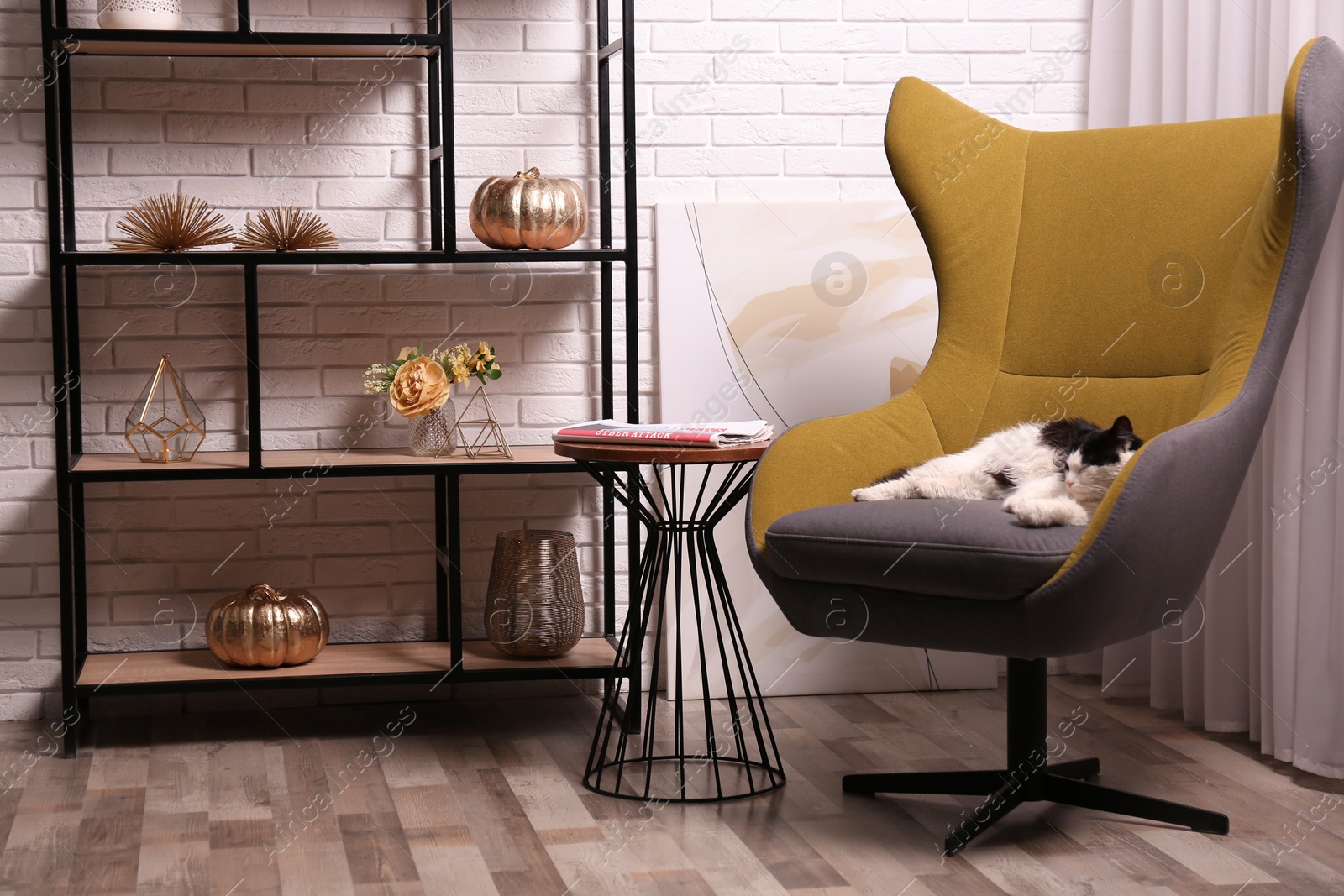 Photo of Cute cat in armchair near shelving at home. Interior design
