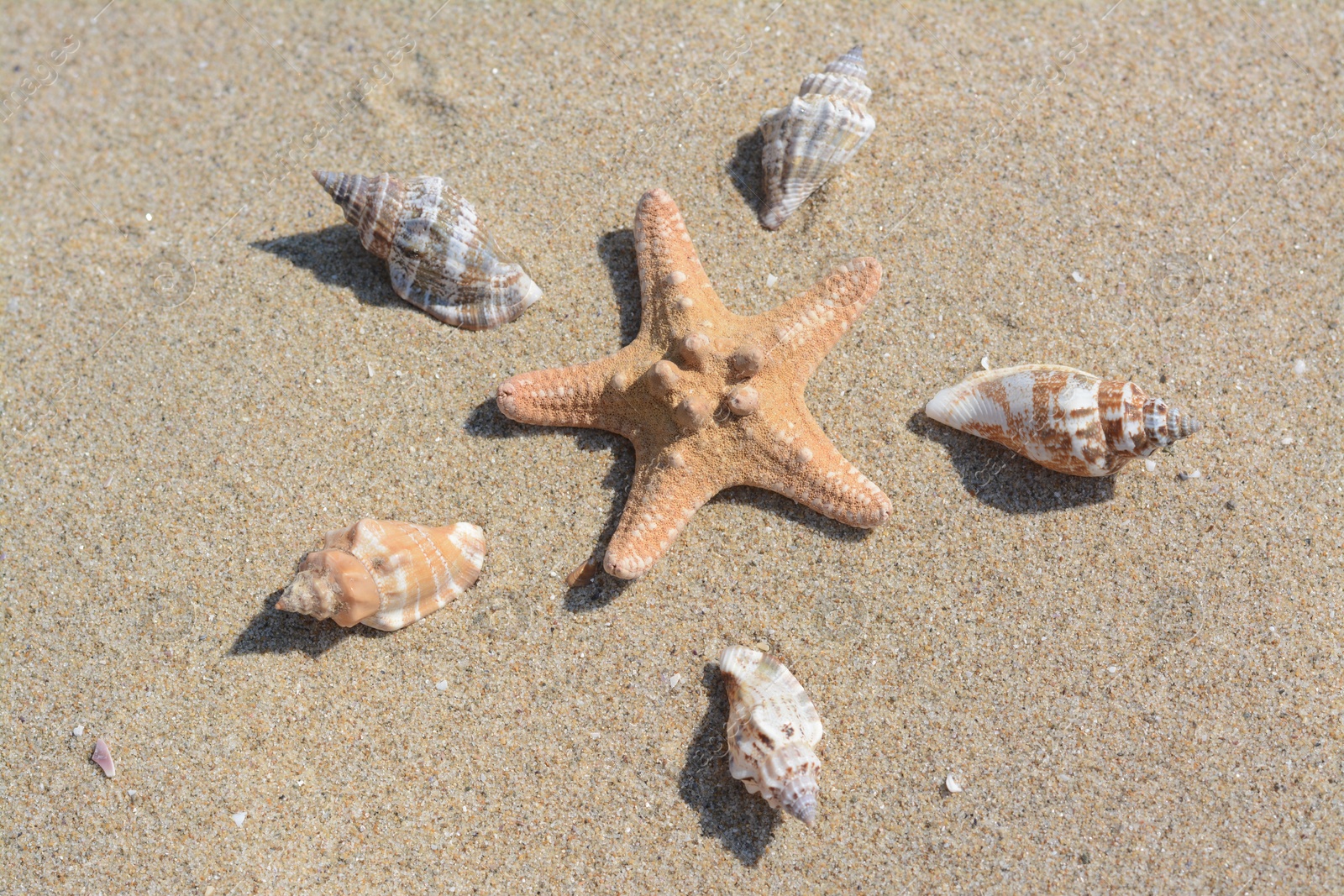 Photo of Beautiful starfish and sea shells on sandy beach, above view