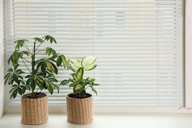 Photo of Different potted plants on sill near window blinds. Space for text