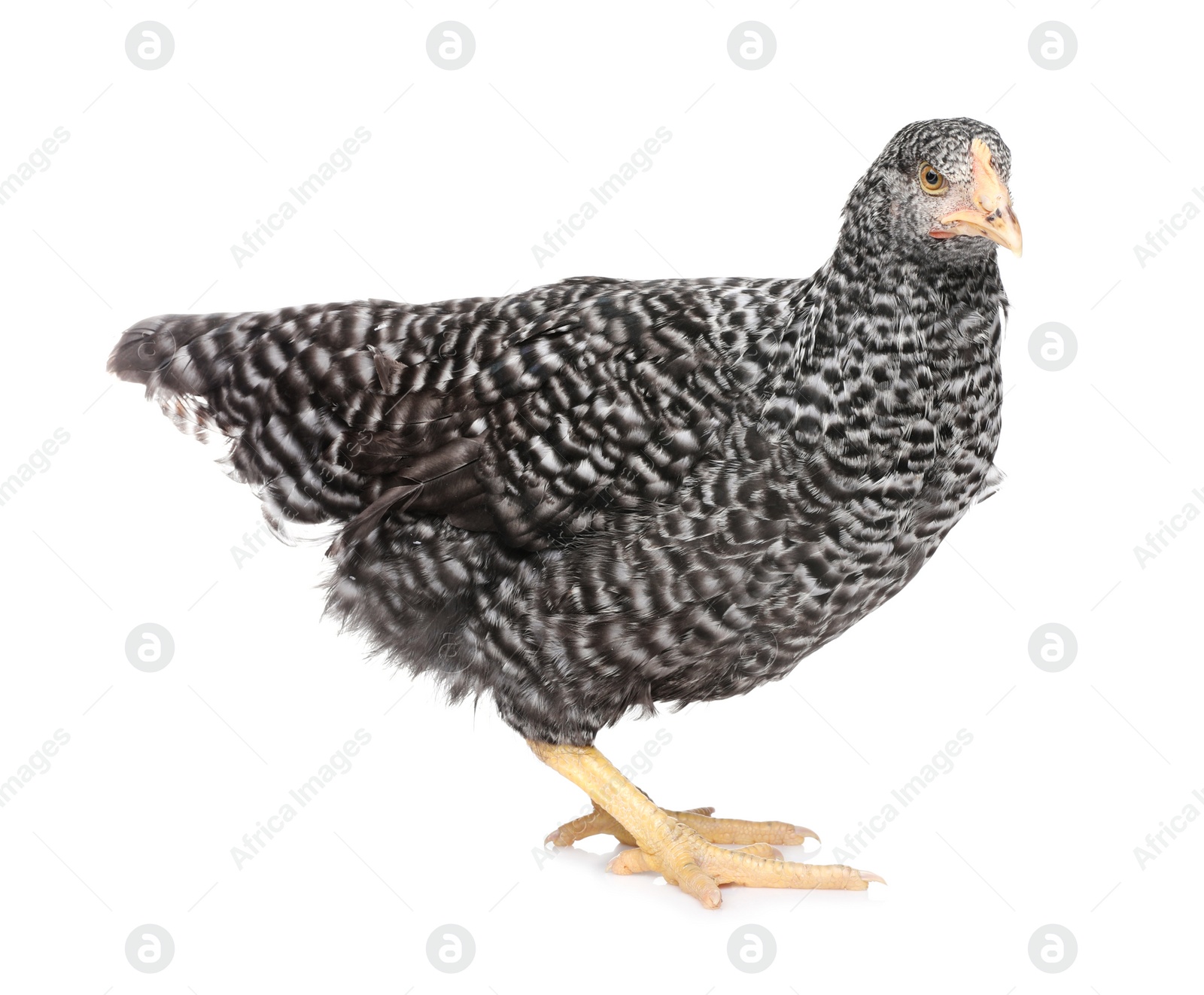 Photo of Beautiful chicken on white background. Domestic animal