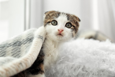 Adorable little kitten under plaid indoors, closeup