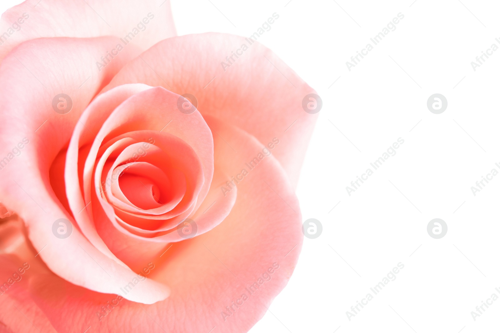 Photo of Beautiful rose flower on white background