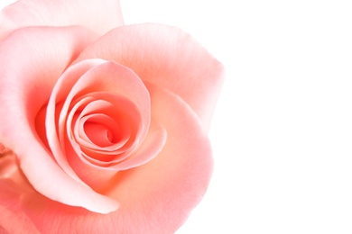 Photo of Beautiful rose flower on white background