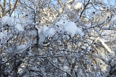 Tree branches covered with snow on winter day