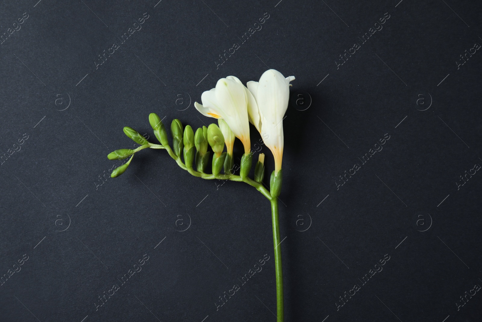 Photo of Beautiful freesia with fragrant flowers on dark background, top view