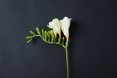 Beautiful freesia with fragrant flowers on dark background, top view