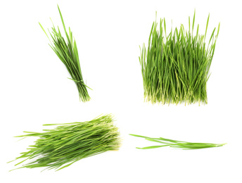 Image of Set with fresh wheat grass on white background