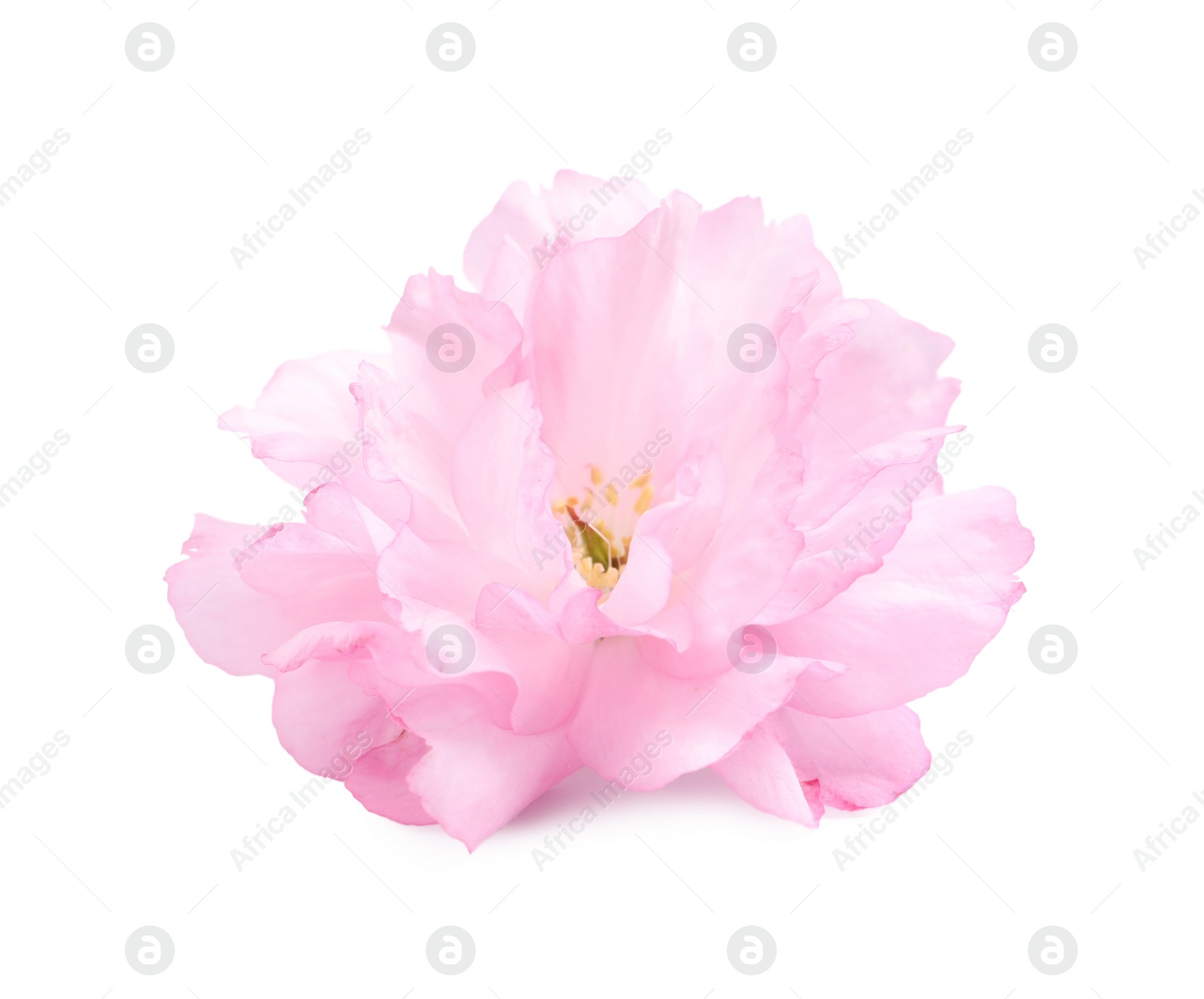 Photo of Beautiful pink sakura blossom isolated on white