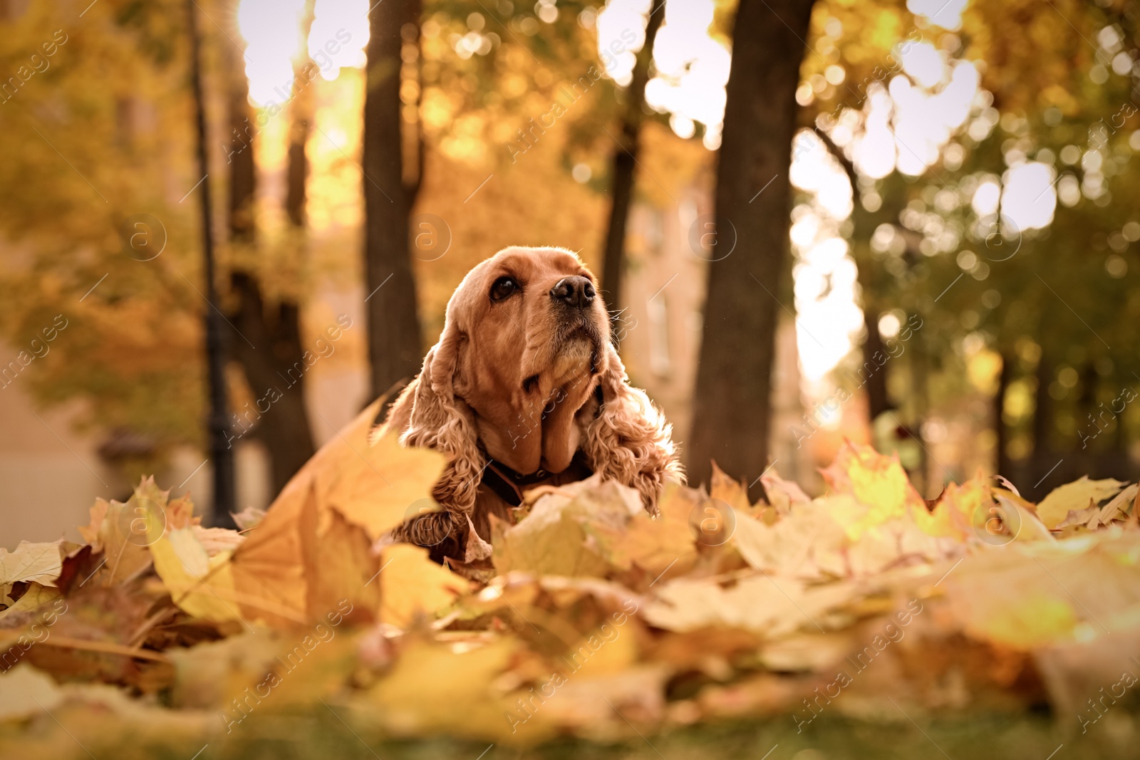 Photo of Cute Cocker Spaniel in park on autumn day