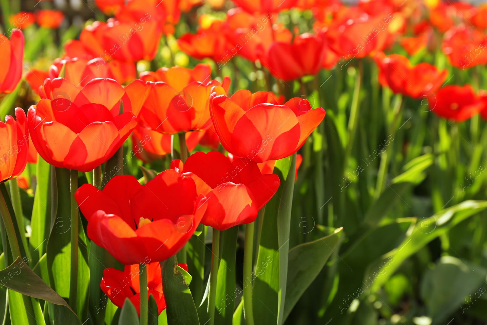 Photo of Beautiful blossoming tulips on sunny spring day outdoors