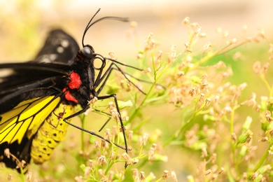 Photo of Beautiful common Birdwing butterfly on plant outdoors, closeup
