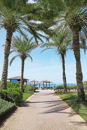 Photo of Palm alley leading to tropical beach on sunny day