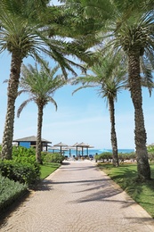 Palm alley leading to tropical beach on sunny day