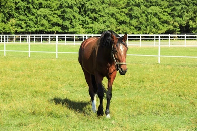 Chestnut horse in bridle on green pasture