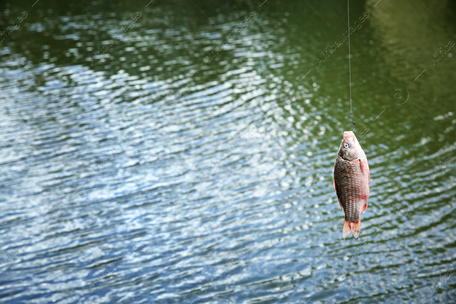 Photo of Catching fish on hook in river. Fishing day