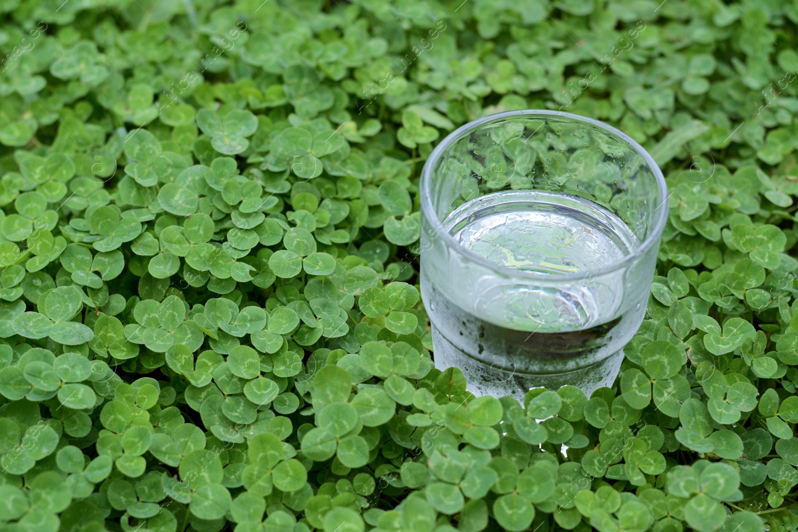 Photo of Glass of water in green clovers outdoors, space for text