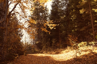 Picturesque landscape with autumn forest on sunny day