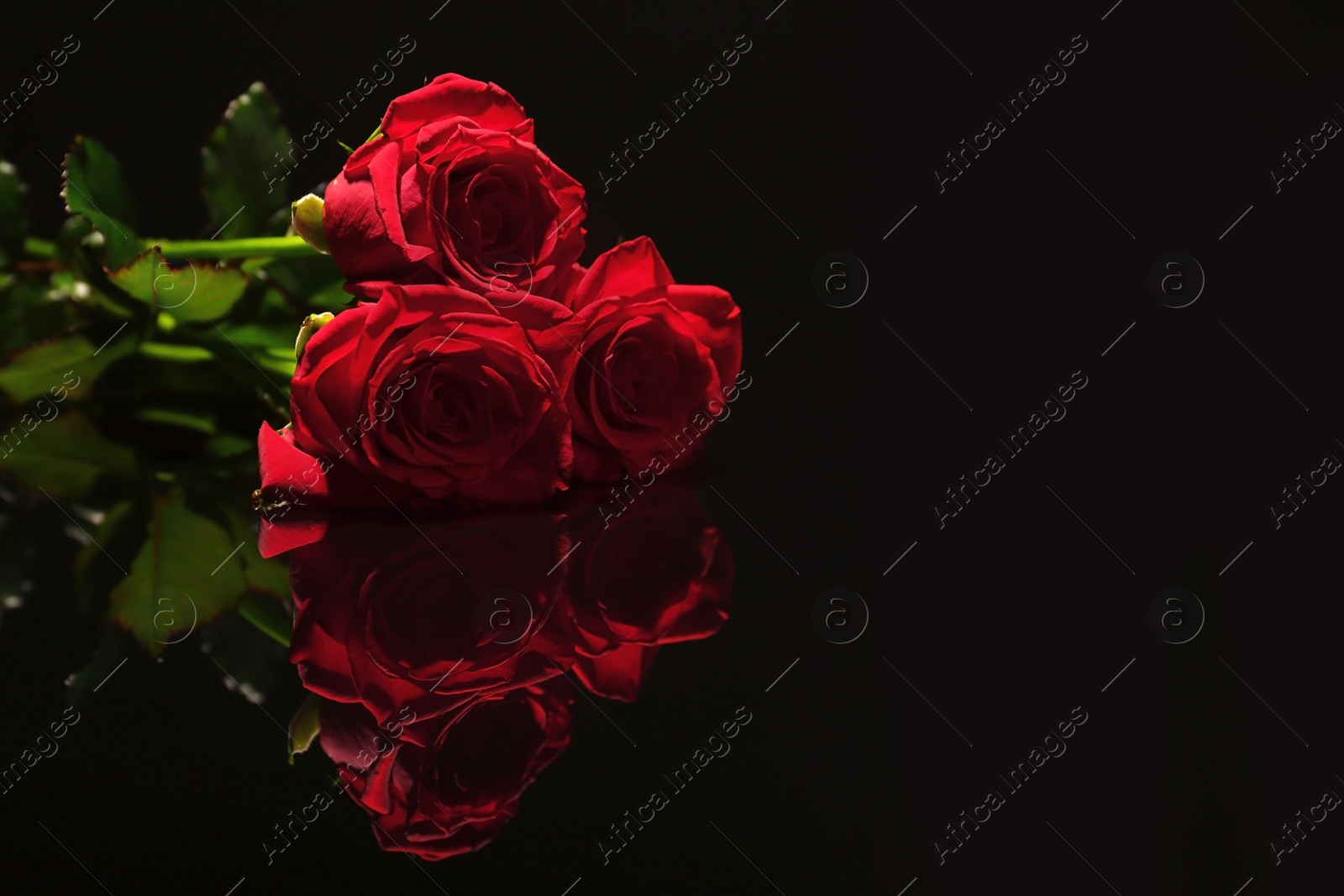 Photo of Beautiful red roses on black background. Funeral symbol