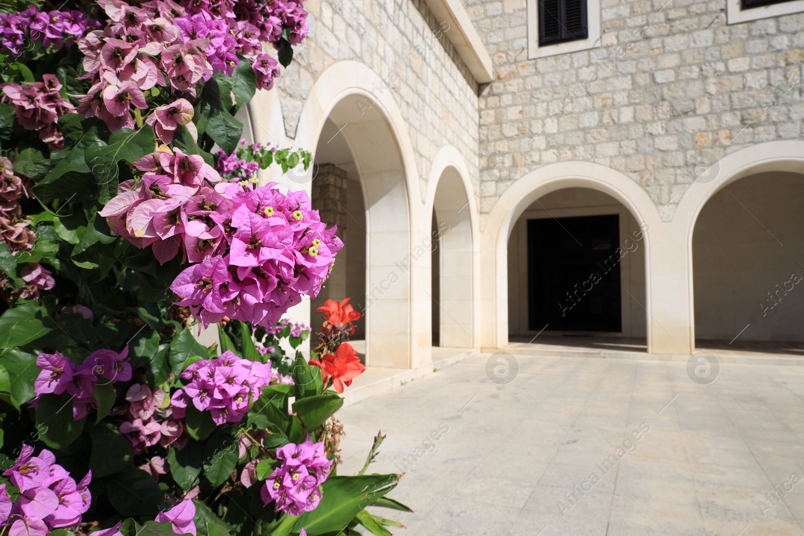 Photo of Beautiful bougainvillea plant with pink flowers growing near building outdoors. Space for text