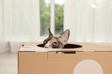 Photo of Cute sphynx cat inside cardboard house in room. Friendly pet