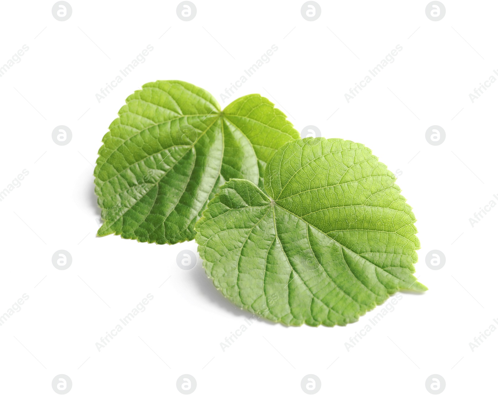 Photo of Beautiful spring green leaves on white background