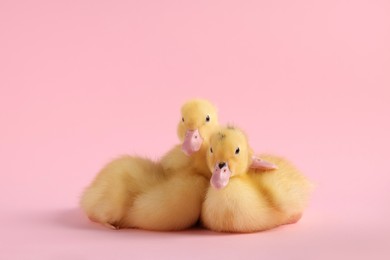 Photo of Baby animals. Cute fluffy ducklings sitting on pink background