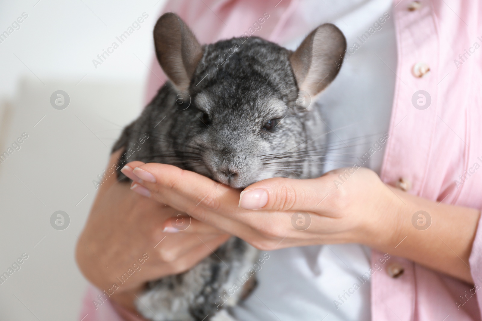 Photo of Woman holding cute chinchilla in room, closeup