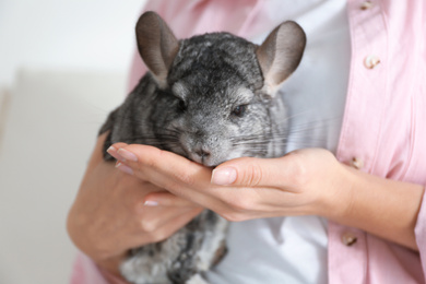 Woman holding cute chinchilla in room, closeup