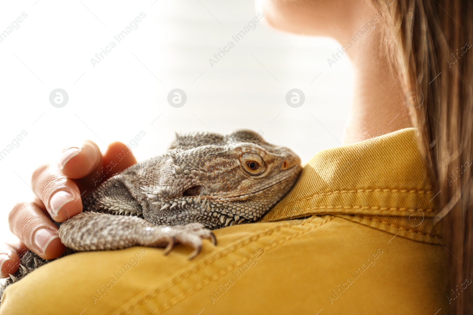 Photo of Young woman with bearded lizard at home, closeup. Exotic pet