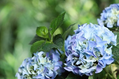 Photo of Beautiful hortensia plant with light blue flowers outdoors,  closeup