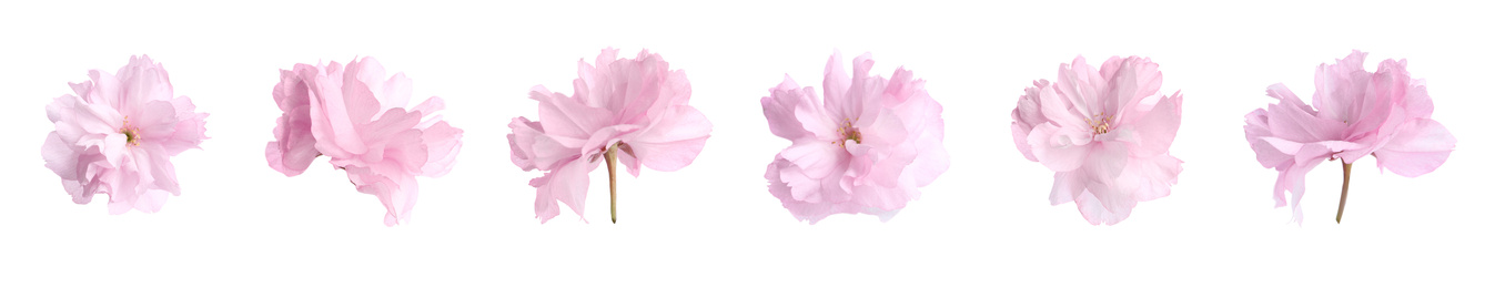 Image of Set of beautiful sakura blossoms on white background, banner design. Spring season