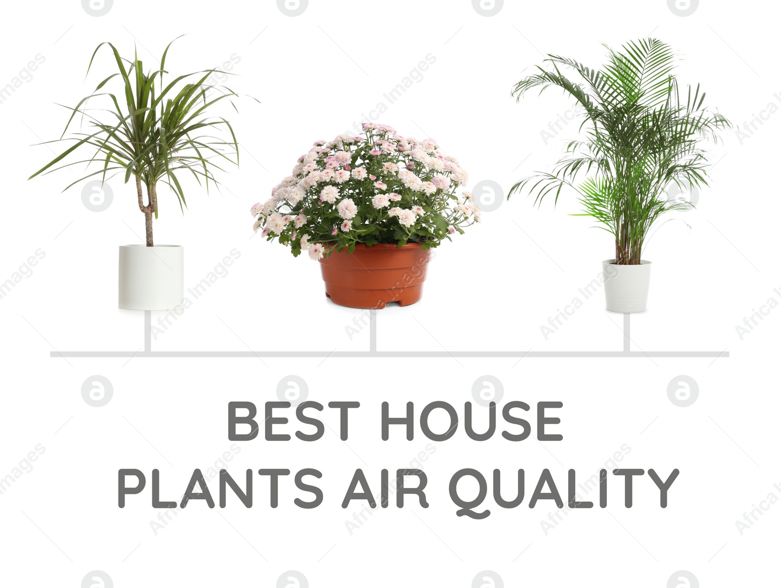 Image of Set of best house plants for air quality improvement on white background