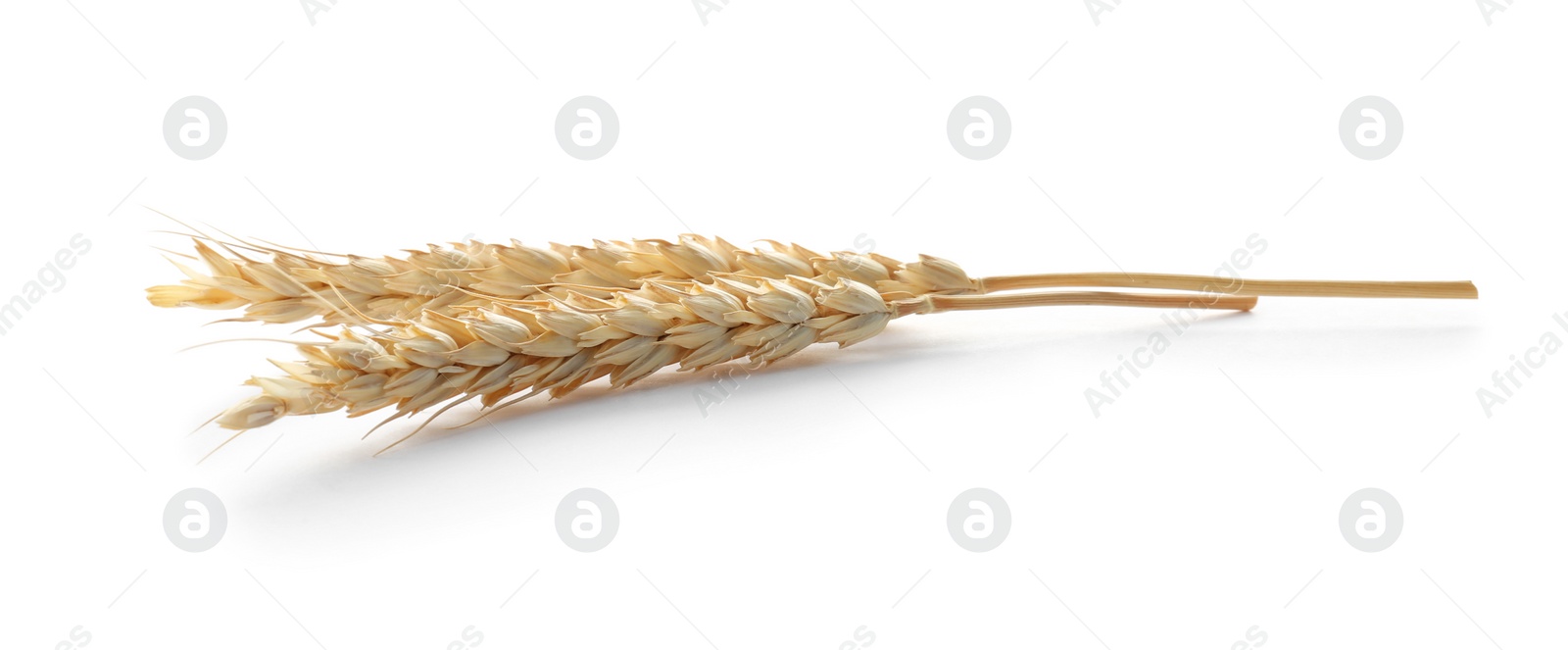 Photo of Spikelets on white background. Healthy grains and cereals