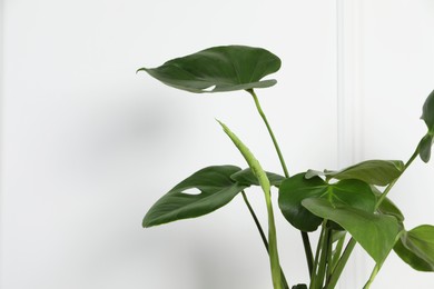 Photo of Beautiful monstera near white wall, closeup with space for text. Leafy houseplant