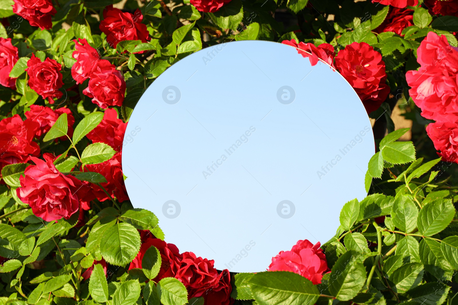 Photo of Round mirror among beautiful red flowers reflecting sky on sunny day