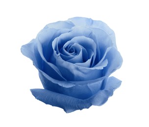 Image of Beautiful blooming light blue rose on white background